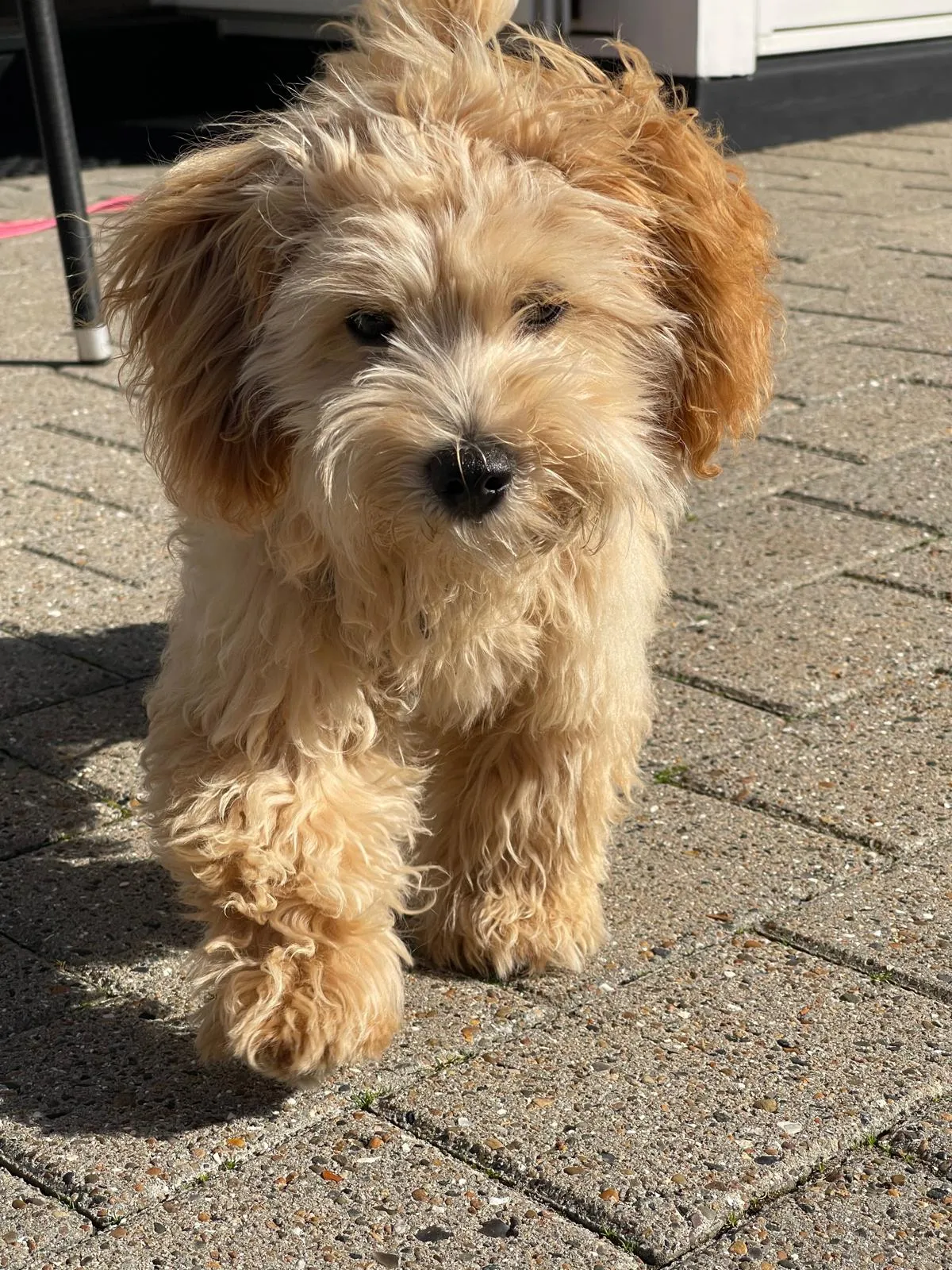 Praxishündin Tilda, ein kleiner Maltipoo