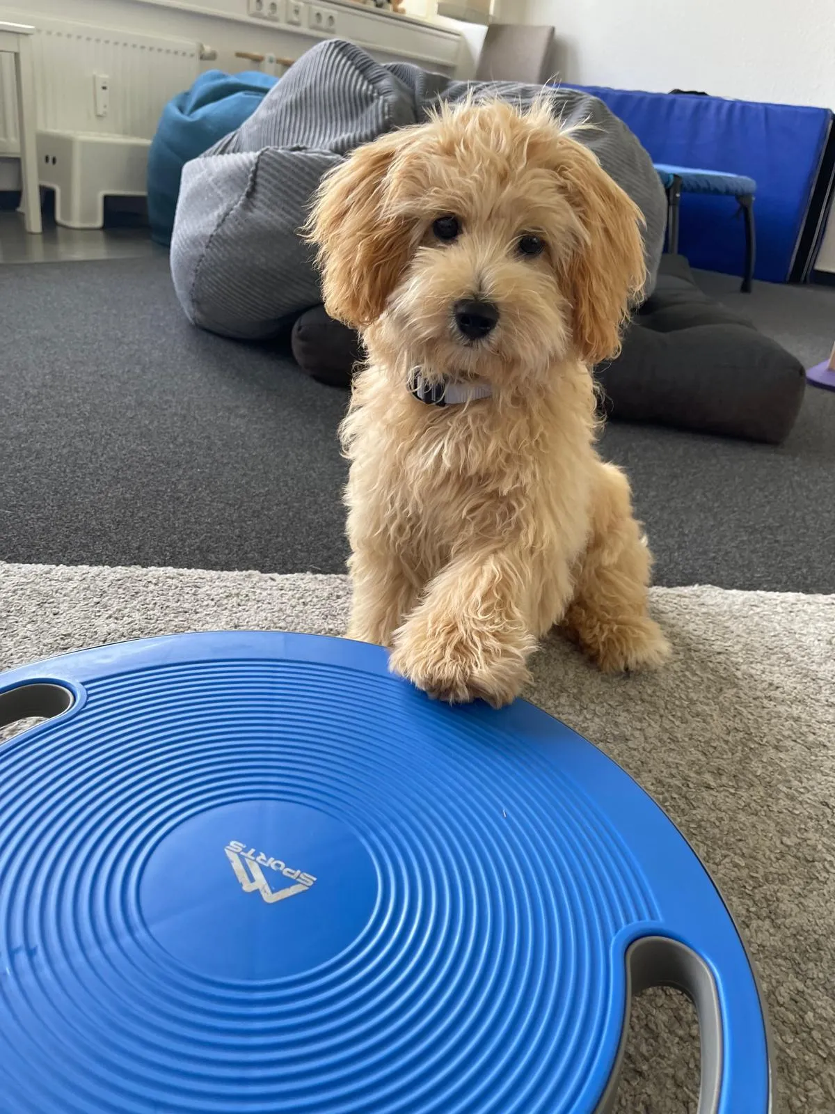 Praxishündin Tilda, ein kleiner Maltipoo
